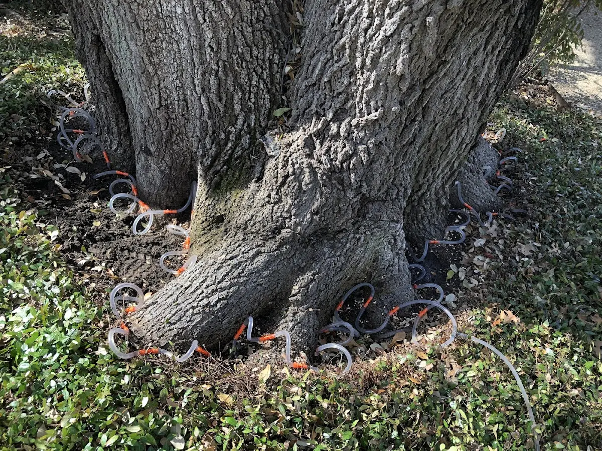Detailed Tree Cabling and Bracing job site in Adamsville