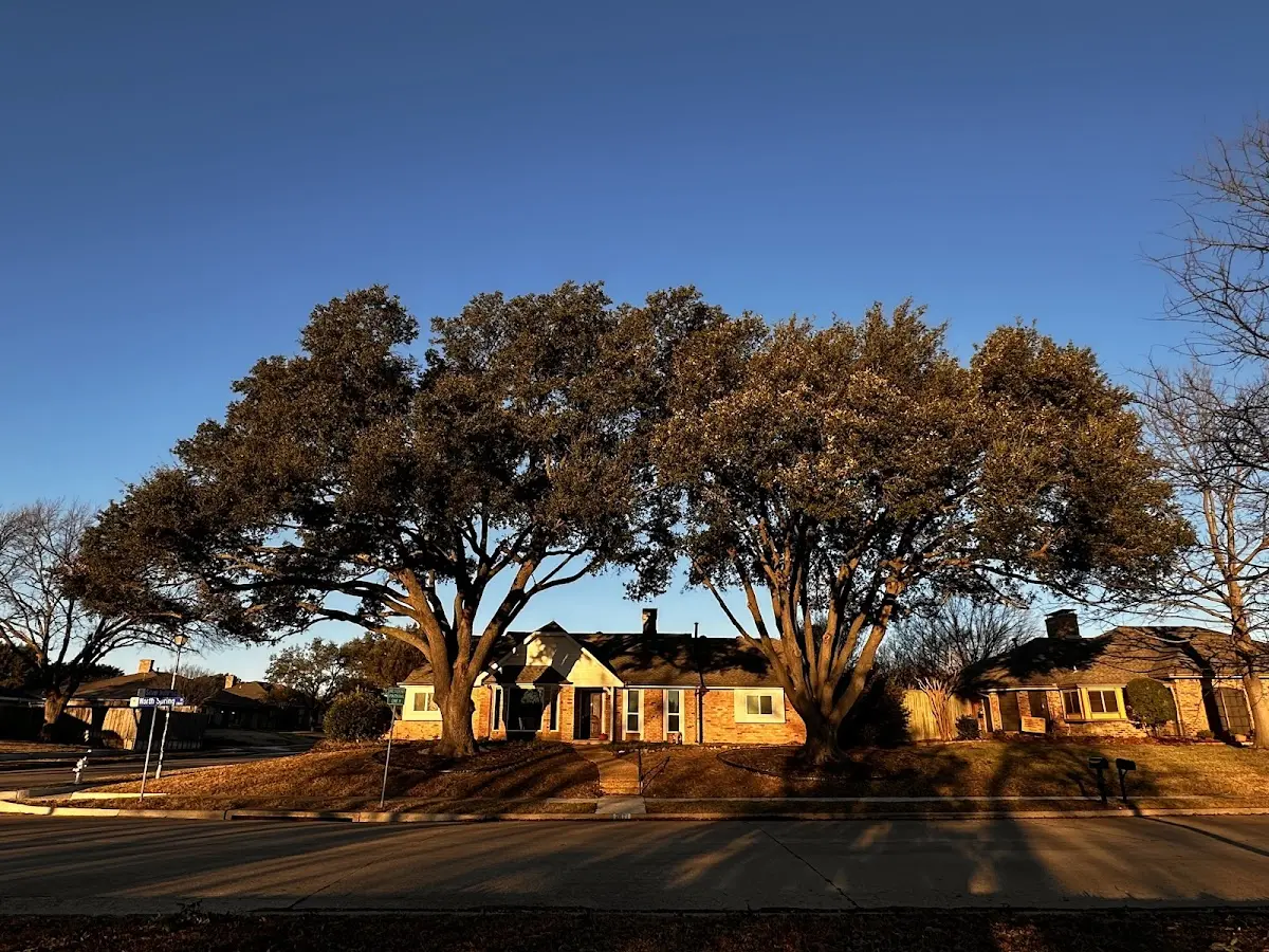 Established residential canopy tree shading a home in Adamsville